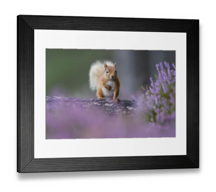Framed Print : Red squirrel (Sciurus vulgaris) on trunk surrounded by heather, Cairngorms National Park Framed Print : Red squirrel (Sciurus vulgaris) on trunk surrounded by heather, Cairngorms National Park