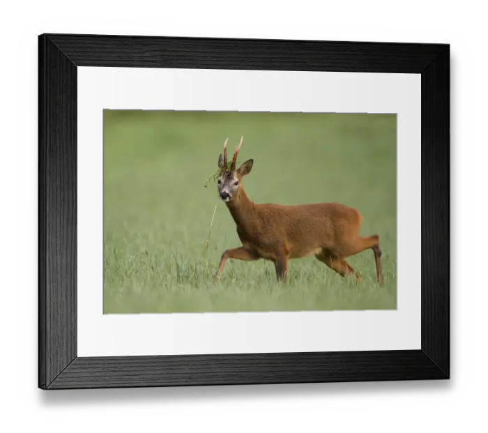 Framed Print : Roe deer (Capreolus capreolus) buck with vegetation on antlers in rutting season, Scotland, UK Framed Print : Roe deer (Capreolus capreolus) buck with vegetation on antlers in rutting season, Scotland, UK