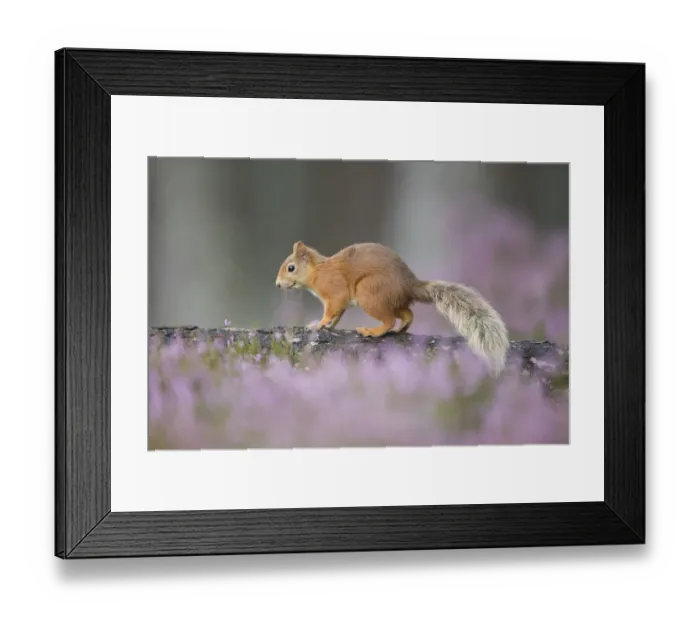 Framed Print : Red squirrel (Sciurus vulgaris) standing on log surrounded by heather, Cairngorms National Park Framed Print : Red squirrel (Sciurus vulgaris) standing on log surrounded by heather, Cairngorms National Park