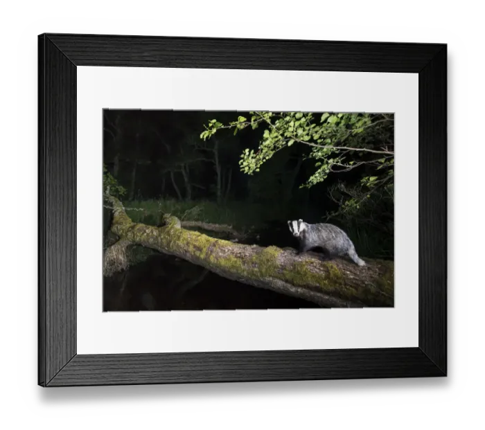 Framed Print : Badger (Meles meles) crossing a burn in alder woodland, Glenfeshie, Cairngorms National Park Framed Print : Badger (Meles meles) crossing a burn in alder woodland, Glenfeshie, Cairngorms National Park