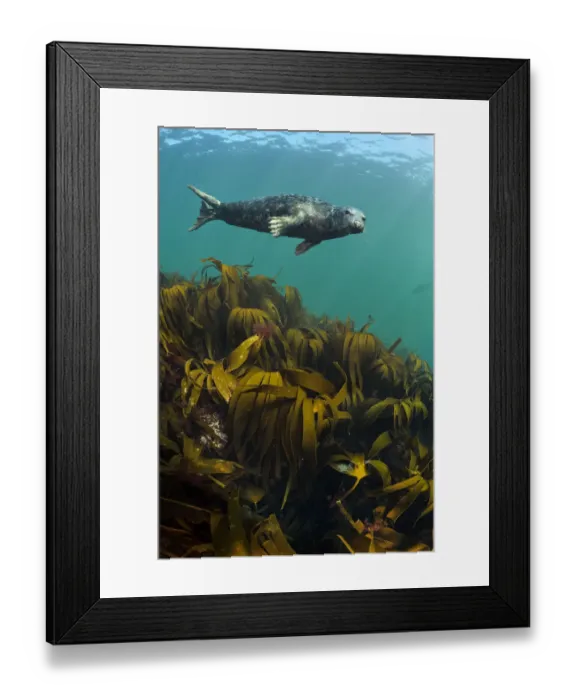 Framed Print : Grey seal (Halichoerus grypus) young male swimming above Kelp / Oarweed (Laminaria Framed Print : Grey seal (Halichoerus grypus) young male swimming above Kelp / Oarweed (Laminaria