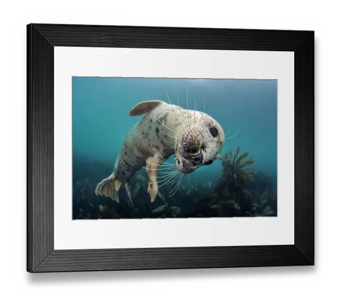 Framed Print : Grey seal (Halichoerus grypus) playful young seal above a kelp forest. Lundy Island Framed Print : Grey seal (Halichoerus grypus) playful young seal above a kelp forest. Lundy Island