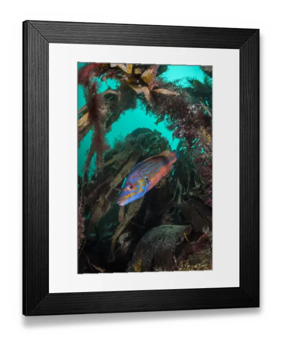 Framed Print : Cuckoo wrasse (Labrus mixtus) swims through a kelp forest (Laminaria sp) Porthkerris Framed Print : Cuckoo wrasse (Labrus mixtus) swims through a kelp forest (Laminaria sp) Porthkerris