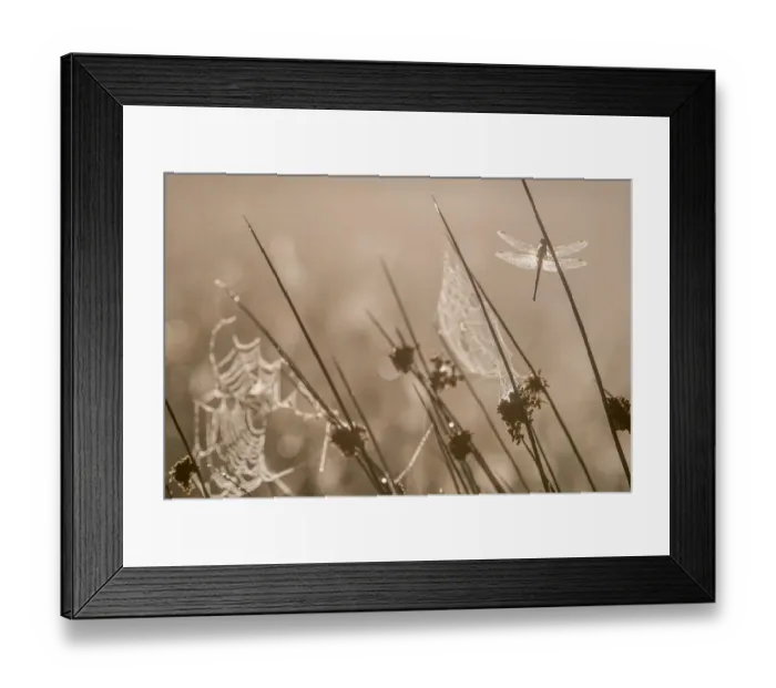 Framed Print : RF - Common darter dragonfly (Sympetrum striolatum) resting on reed, dew covered Framed Print : RF - Common darter dragonfly (Sympetrum striolatum) resting on reed, dew covered