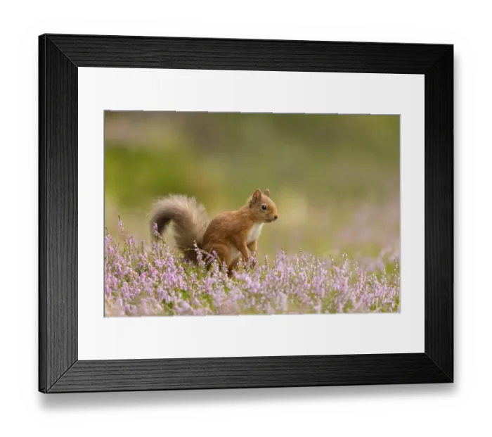 Framed Print : RF - Red squirrel (Sciurus vulgaris) in summer coat amongst heather, Cairngorms National Park Framed Print : RF - Red squirrel (Sciurus vulgaris) in summer coat amongst heather, Cairngorms National Park