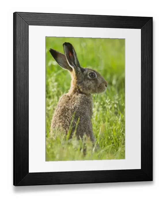Framed Print : RF - Brown hare (Lepus europaeus) adult in arable field, Scotland, UK, August Framed Print : RF - Brown hare (Lepus europaeus) adult in arable field, Scotland, UK, August