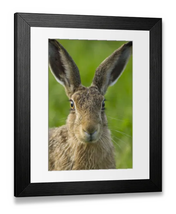 Framed Print : Brown hare (Lepus europaeus) close-up portrait of adult, Scotland, UK. August