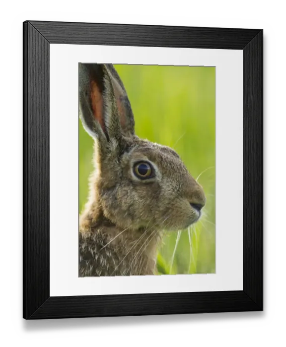 Framed Print : Brown hare (Lepus europaeus) adult in arable field, Scotland, August Framed Print : Brown hare (Lepus europaeus) adult in arable field, Scotland, August