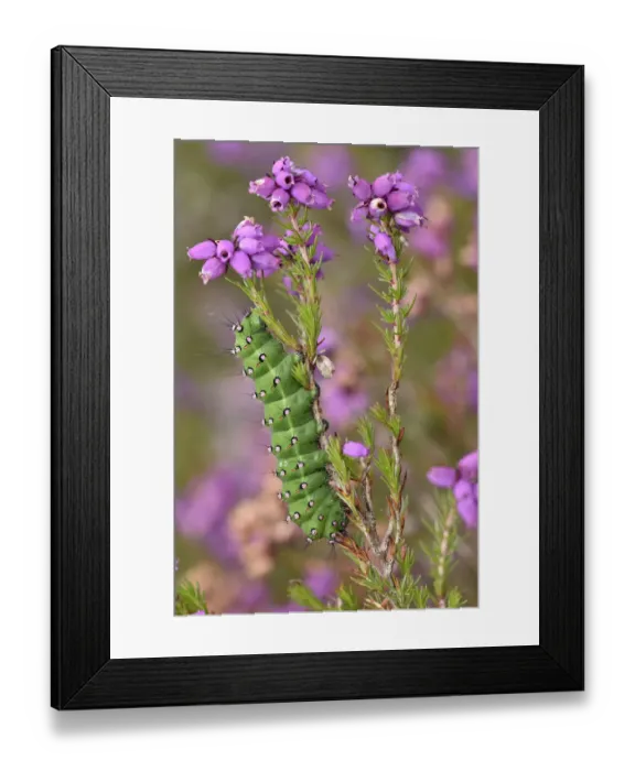 Framed Print : Emperor Moth (Saturnia pavonia) caterpillar feeding on Clustered bell heather, Surrey Framed Print : Emperor Moth (Saturnia pavonia) caterpillar feeding on Clustered bell heather, Surrey
