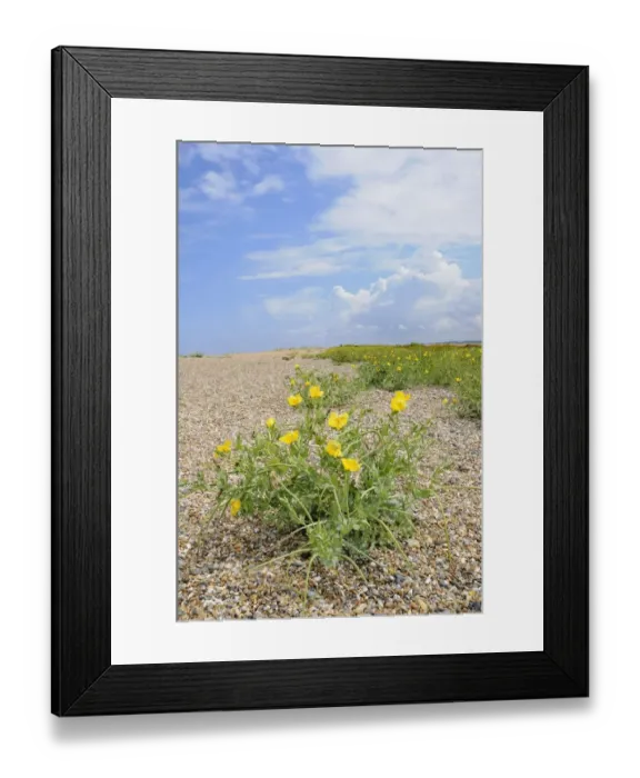 Framed Print : Yellow horned poppy (Glaucium flavum) growing on shingle beach, Norfolk, UK, August Framed Print : Yellow horned poppy (Glaucium flavum) growing on shingle beach, Norfolk, UK, August