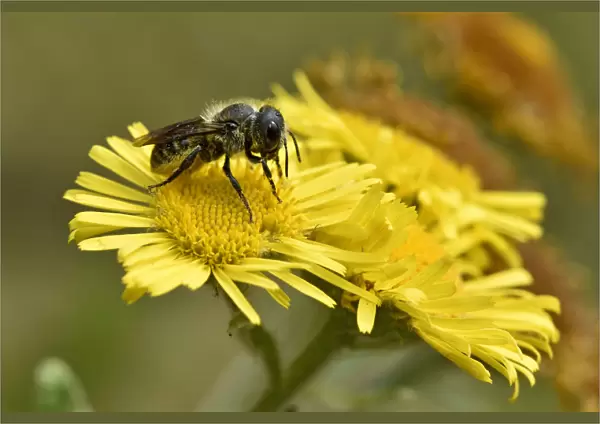 Blue mason bee (Osmia leaiana) gathering pollen from Fleabane flower, Oxfordshire