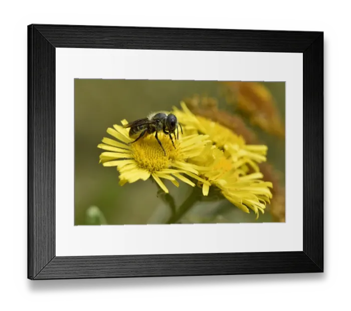 Framed Print : Blue mason bee (Osmia leaiana) gathering pollen from Fleabane flower, Oxfordshire Framed Print : Blue mason bee (Osmia leaiana) gathering pollen from Fleabane flower, Oxfordshire