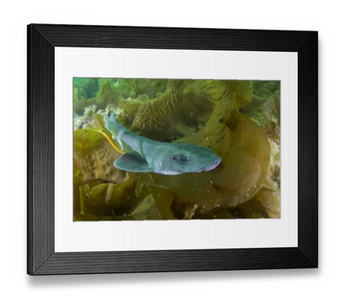 Framed Print : Lesser spotted catshark / Dogfish shark (Scyliorhinus canicula) amongst seaweed on a maerl bed Framed Print : Lesser spotted catshark / Dogfish shark (Scyliorhinus canicula) amongst seaweed on a maerl bed