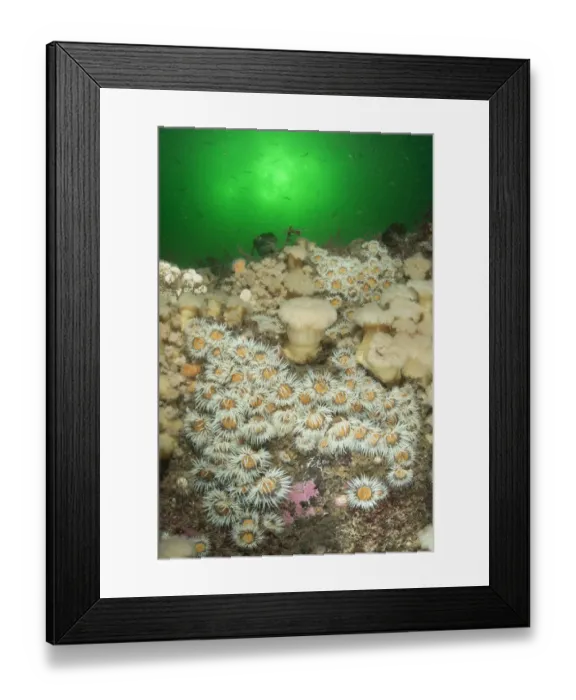 Framed Print : Elegant anemone (Sagartia elegans) and Plumose anemone (Metridium senile) with fish Framed Print : Elegant anemone (Sagartia elegans) and Plumose anemone (Metridium senile) with fish