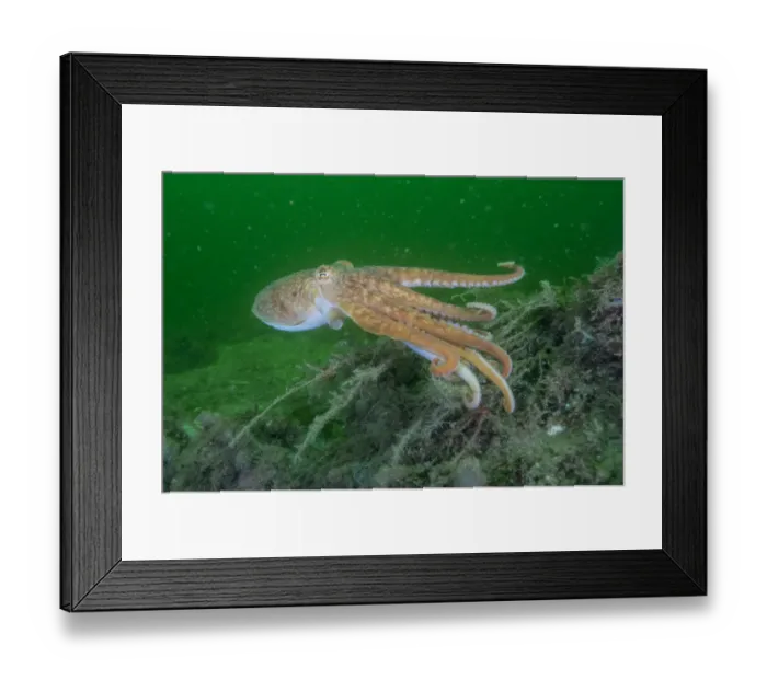 Framed Print : Curled octopus (Eledone cirrhosa) swimming over sea floor, South Arran Marine Protected Area Framed Print : Curled octopus (Eledone cirrhosa) swimming over sea floor, South Arran Marine Protected Area