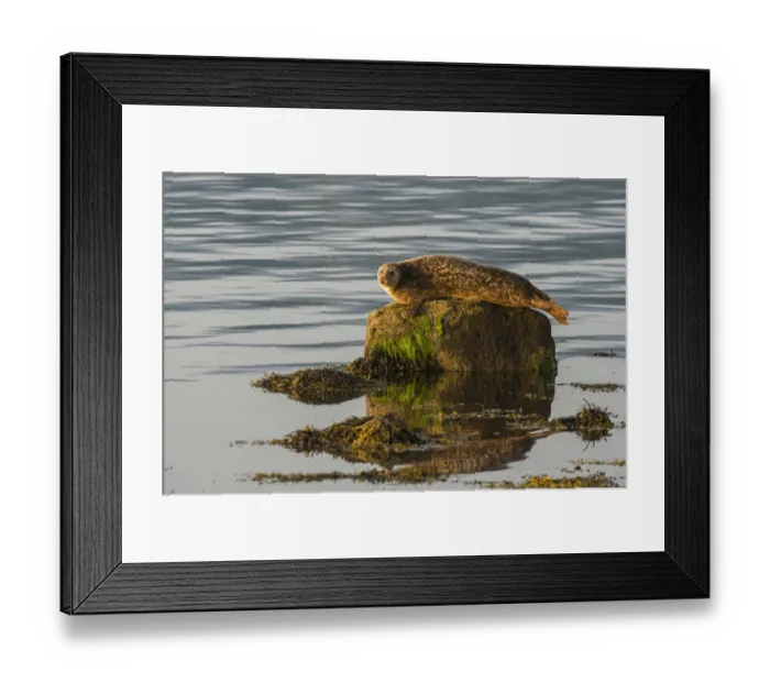 Framed Print : Common  /  Harbour seal (Phoca vitulina) hauled out on rock in the no take zone, Lamlash Bay