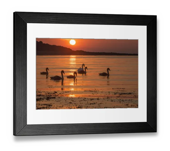 Framed Print : Family of six Mute swans (Cygnus olor) at sunrise, silhouetted in waters of Lamlash Bay Framed Print : Family of six Mute swans (Cygnus olor) at sunrise, silhouetted in waters of Lamlash Bay