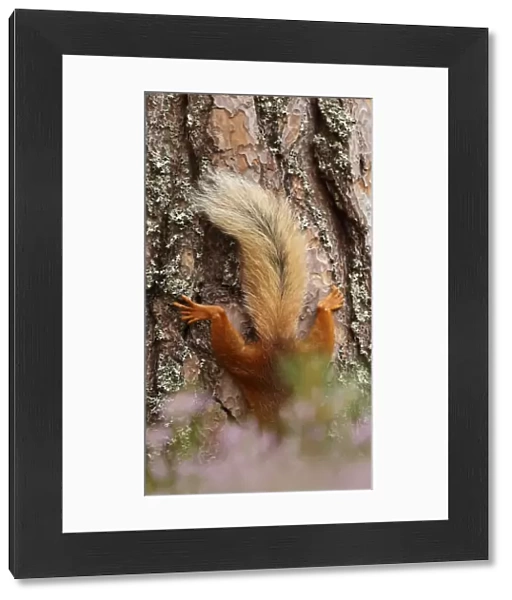Red squirrel (Sciurus vulgaris) climbing down Scots pine tree, just tail visible