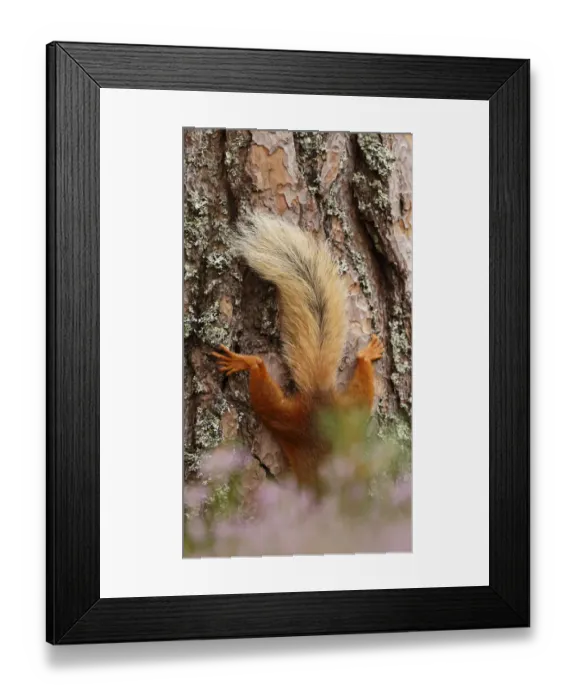 Framed Print : Red squirrel (Sciurus vulgaris) climbing down Scots pine tree, just tail visible Framed Print : Red squirrel (Sciurus vulgaris) climbing down Scots pine tree, just tail visible