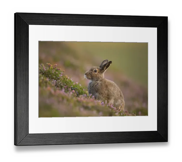 Framed Print : Mountain hare (Lepus timidus) in summer pelage amongst heather, Cairngorms National Park Framed Print : Mountain hare (Lepus timidus) in summer pelage amongst heather, Cairngorms National Park