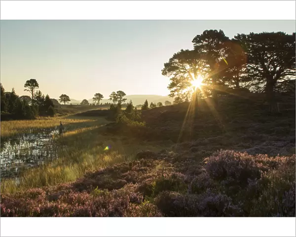 Scots Pines (Pinus sylvestris) and flowering heather moorland at sunrise, Abernethy