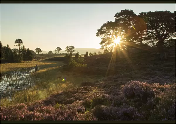 Scots Pines (Pinus sylvestris) and flowering heather moorland at sunrise, Abernethy