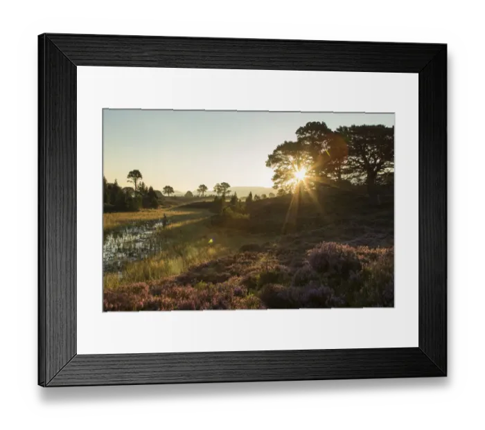 Framed Print : Scots Pines (Pinus sylvestris) and flowering heather moorland at sunrise, Abernethy Framed Print : Scots Pines (Pinus sylvestris) and flowering heather moorland at sunrise, Abernethy