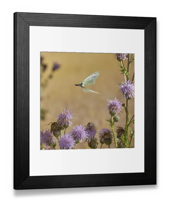 Framed Print : Green veined white butterfly (Pieris napi) in flight, Rookery Wood, Sussex, England, UK, August Framed Print : Green veined white butterfly (Pieris napi) in flight, Rookery Wood, Sussex, England, UK, August