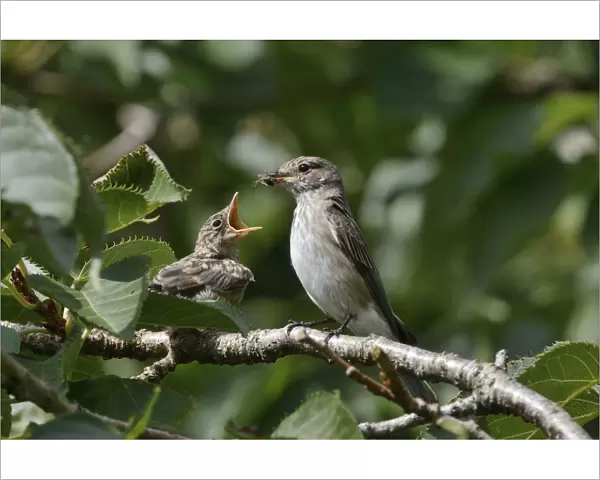 Spotted flycatcher (Muscicapa striata) feeding a chick which has just left its nestbox