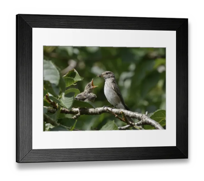 Framed Print : Spotted flycatcher (Muscicapa striata) feeding a chick which has just left its nestbox Framed Print : Spotted flycatcher (Muscicapa striata) feeding a chick which has just left its nestbox