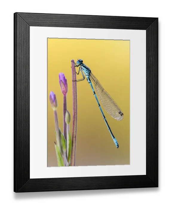 Framed Print : Male Azure damselfly (Coenagrion puella), early morning light, Broxwater pond, Cornwall, UK