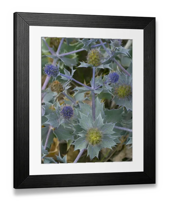 Framed Print : Sea Holly (Eryngium maritimum) growing in coastal dunes England, UK. August