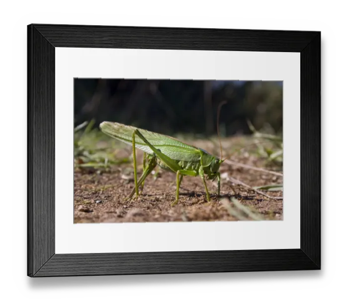 Framed Print : Great green bush-cricket (Tettigonia viridissima) female laying eggs, Sark, British
