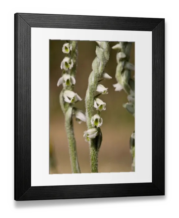 Framed Print : Autumn ladies tresses (Spiranthes spiralis) Sark, British Channel Islands, August Framed Print : Autumn ladies tresses (Spiranthes spiralis) Sark, British Channel Islands, August