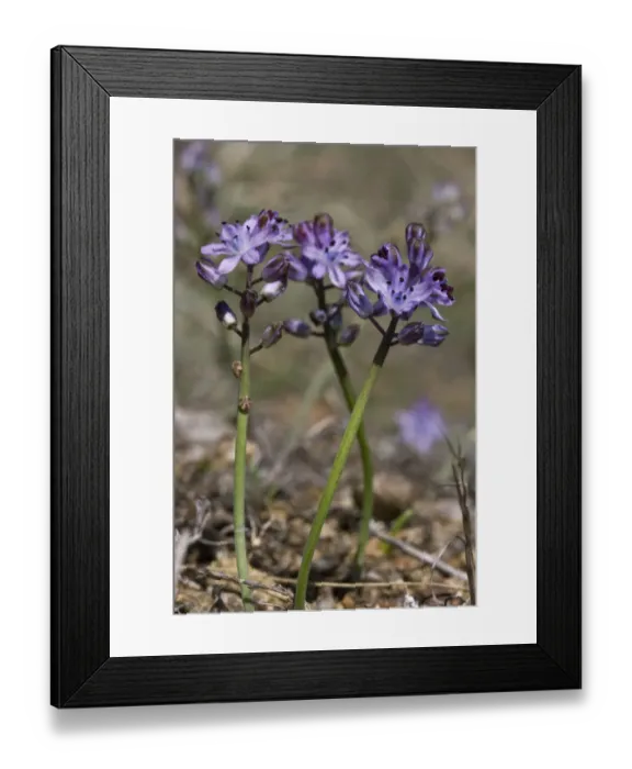 Framed Print : Autumn squill (Scilla autumnalis) Sark, British Channel Islands, August Framed Print : Autumn squill (Scilla autumnalis) Sark, British Channel Islands, August
