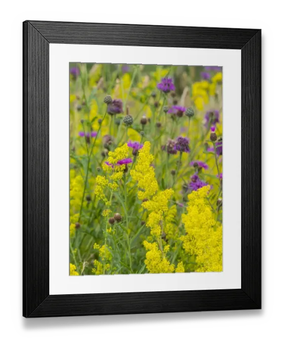 Framed Print : Ladys bedstraw (Galium verum) flower, Norfolk, England, UK, August Framed Print : Ladys bedstraw (Galium verum) flower, Norfolk, England, UK, August
