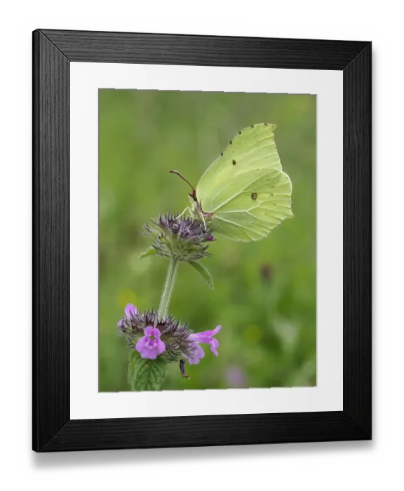 Framed Print : Brimstone butterfly (Goneopteryx rhamni) male on Wild basil flower (Clinopodium vulgare) Framed Print : Brimstone butterfly (Goneopteryx rhamni) male on Wild basil flower (Clinopodium vulgare)