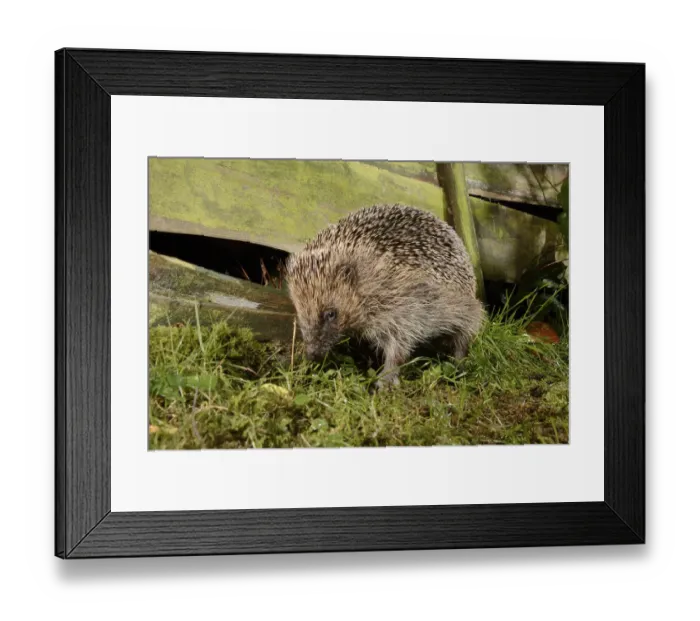 Framed Print : Hedgehog (Erinaceus europaeus) in a suburban garden at night near a gap in the fence Framed Print : Hedgehog (Erinaceus europaeus) in a suburban garden at night near a gap in the fence
