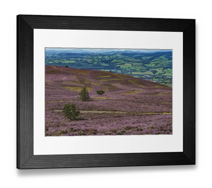 Framed Print : Slopes of Moel Famau mountain showing patches cut for Heather (Calluna vulgaris) management Framed Print : Slopes of Moel Famau mountain showing patches cut for Heather (Calluna vulgaris) management