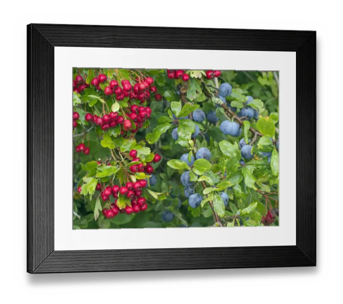 Framed Print : Blackthorn (Prunus spinosa) sloes and Hawthorn berries (Crataegus monogyna) Norfolk Framed Print : Blackthorn (Prunus spinosa) sloes and Hawthorn berries (Crataegus monogyna) Norfolk