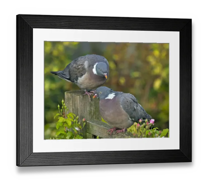 Framed Print : Wood pigeons (Columba palumbus) male and female during courtship preening display Framed Print : Wood pigeons (Columba palumbus) male and female during courtship preening display