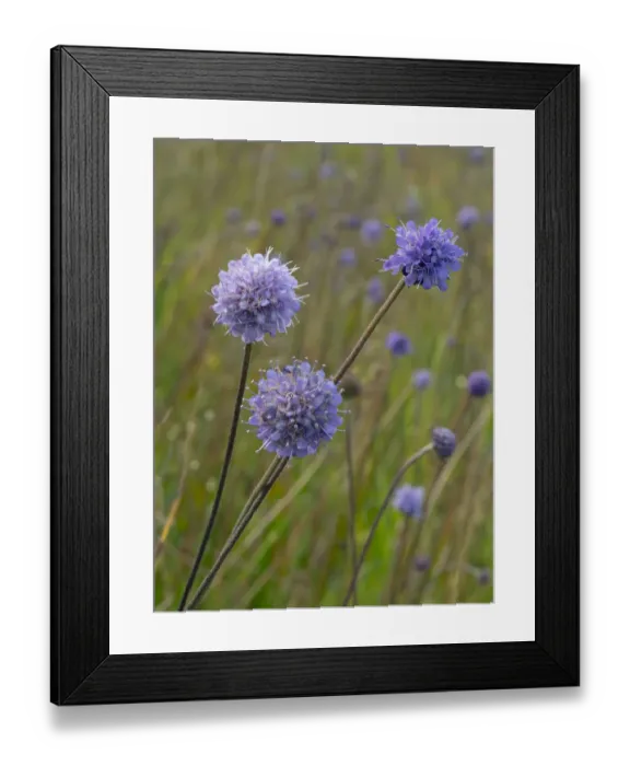 Framed Print : Devil s-bit scabious (Succisa pratensis) late summer, Norfolk, England, UK, August Framed Print : Devil s-bit scabious (Succisa pratensis) late summer, Norfolk, England, UK, August