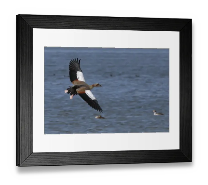 Framed Print : Egyptian goose (Alopochen aegyptiacus) in flight over Rutland Water, Rutland, UK, August Framed Print : Egyptian goose (Alopochen aegyptiacus) in flight over Rutland Water, Rutland, UK, August