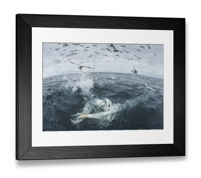 Framed Print : Gannet (Morus bassanus) diving for fish, Noss, Shetland Islands, Scotland, UK, August Framed Print : Gannet (Morus bassanus) diving for fish, Noss, Shetland Islands, Scotland, UK, August