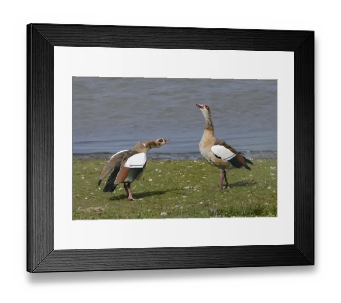 Framed Print : Egyptian goose (Alopochen aegyptiacus) in an aggressive head down challenge to another Framed Print : Egyptian goose (Alopochen aegyptiacus) in an aggressive head down challenge to another
