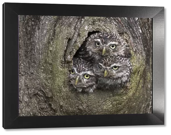Three Little owls (Athene noctua) looking out of a nest hole, Cumbria, UK, August