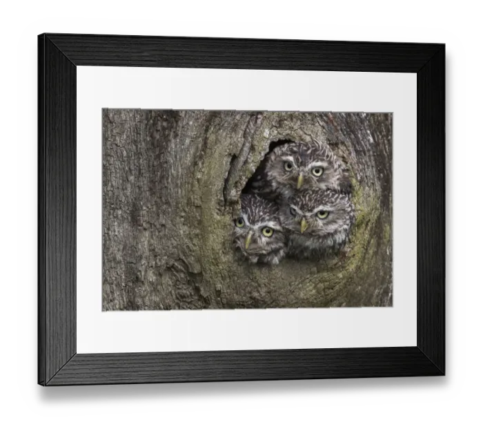 Framed Print : Three Little owls (Athene noctua) looking out of a nest hole, Cumbria, UK, August Framed Print : Three Little owls (Athene noctua) looking out of a nest hole, Cumbria, UK, August