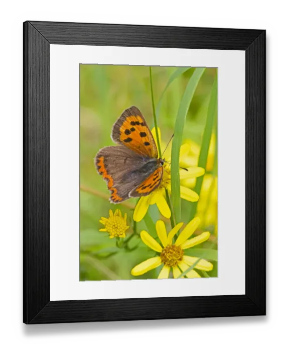 Framed Print : Small copper butterfly (Lycaena phlaeas) on common ragwort, Brockley Cemetery, Lewisham Framed Print : Small copper butterfly (Lycaena phlaeas) on common ragwort, Brockley Cemetery, Lewisham