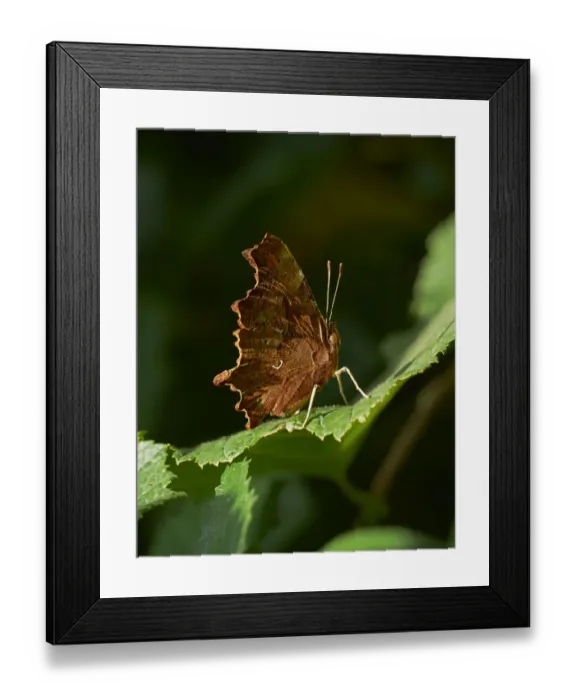 Framed Print : Common butterfly (Polygonia c-album) Sussex, England, UK, August Framed Print : Common butterfly (Polygonia c-album) Sussex, England, UK, August