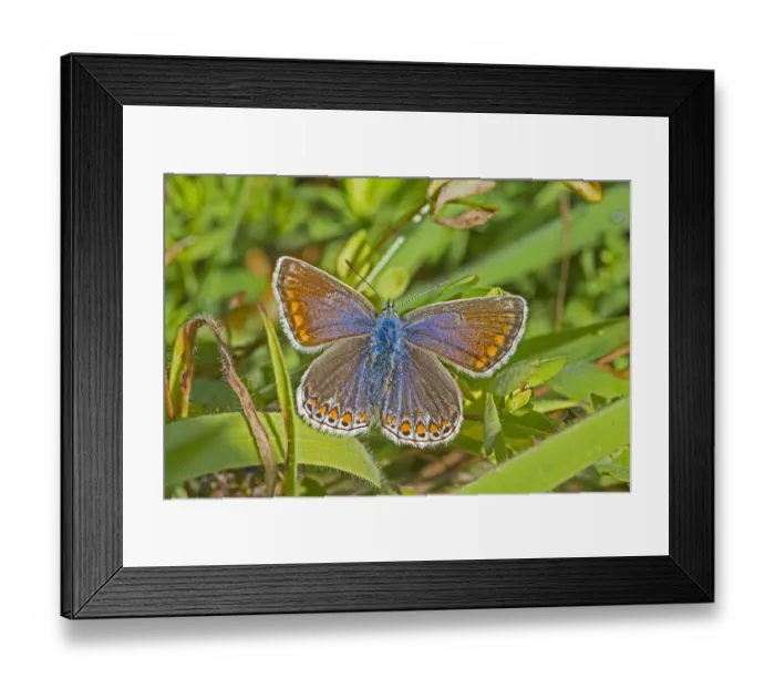 Framed Print : Common blue butterfly (Polyommatus icarus) female, Sutcliffe Park Nature Reserve Framed Print : Common blue butterfly (Polyommatus icarus) female, Sutcliffe Park Nature Reserve